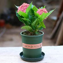 绣球花苗盆栽无尽夏八仙花开花植物阳台庭院花卉植物盆栽好养易活