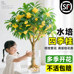 ˮļ𻨘玧Կ͏dֲ̨҃kGֲ