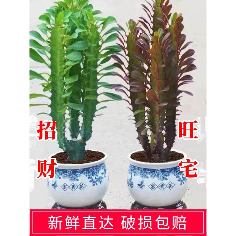 客厅办公室龙骨植物空气镇宅花卉玉麒麟绿植招财盆栽室内净化