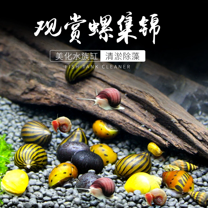 Таинственный улитка, декоративная улитка, инструмент для удаления живых водорослей, улитка, яблочная улитка, фиолетовая улитка, зебровая улитка, улитка, улитка для домашних животных, упаковка