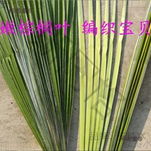 叶婚礼采编蚂蚱编织新鲜蝴蝶棕榈棕榈叶材料棕编粽麦背景宝麦太保