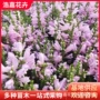 多年生花海花期背景宿根
