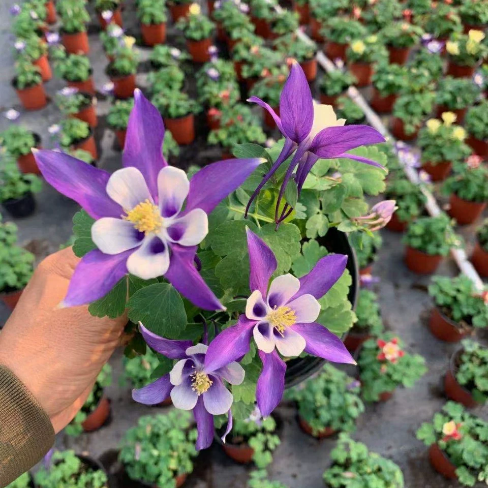 2201 база оптовая поставка саженцев в горшках