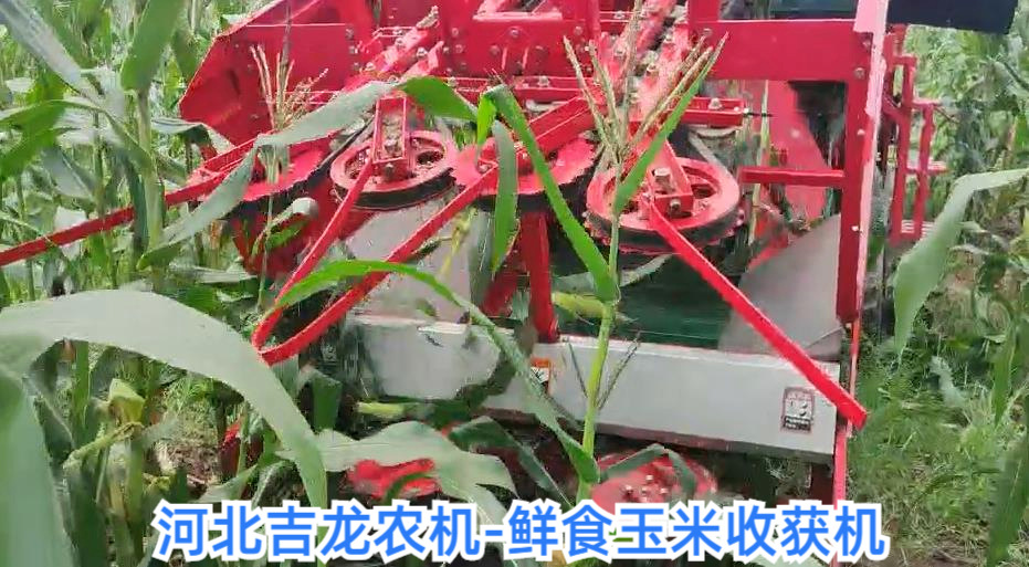 鲜食玉米收获机 (2)