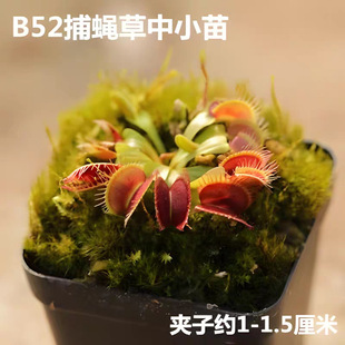 B52��ω���������㻨�ܾGֲˮ��ֲ����ò�ʳ�˻����澰�^�����l