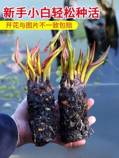 Large Water Lily Root Block Pond Water Lily Flower Hydroponic Plant All Year Round Lotus Potted Lotus Water Grown Lotus Aquatic Plant