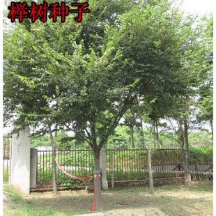 �Θ�N�� �t�Θ� С�~�Ә� С�~�t�� ���~���ηN�� ���~�Ә���]