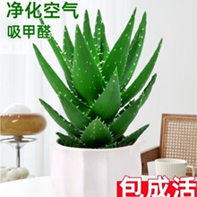 �J�C�����҃ȳ���ȩ�����՚�Gֲ���ļ����B�����������k��������