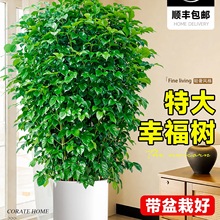 幸福树客厅大盆栽绿植室内大型花卉盆景绿植办公室植物落地大号