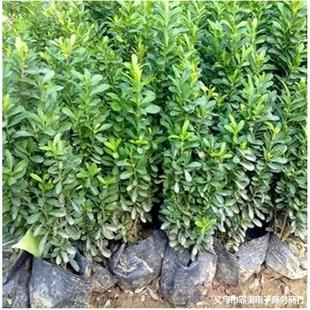 �����S����С�~�S����G����������~�S���� ��߅�S��ͥԺ�h����