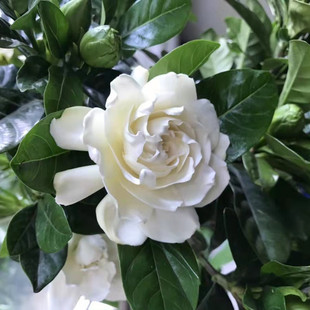 Peony Gardenia Potted Single-Stem Large-Leaf Courtyard with Buds Green Plant Strong-Scented Four-Season Easy-To-Grow Soil Flower Seedlings