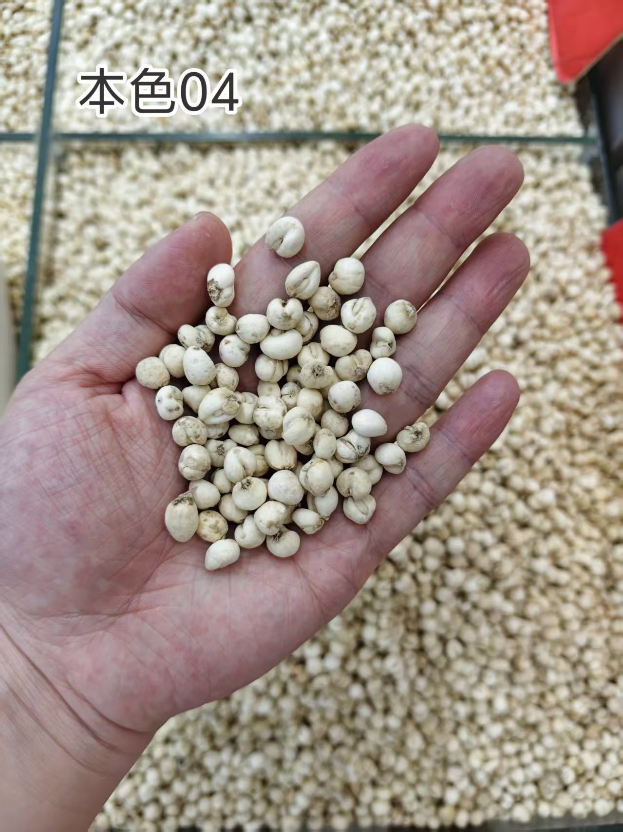 Ping Bei Mu Fritillaria Dried Bulbs 500g Traditional Chinese Herb for Decoction key features