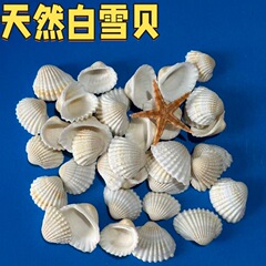 天然白毛贝雪贝海螺贝壳按斤批发货源产地鱼缸造景工艺品diy耗材