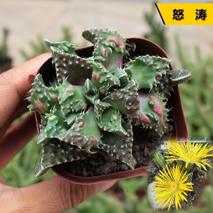 Four Seas Waves and Furious Waves Succulent Plant 4-6cm