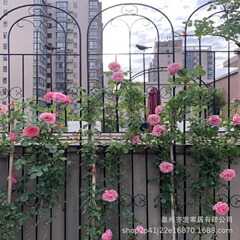 籐の棚の花の支えのバラの月の季節は庭の柵の屋外の花の棚の三角の梅の鉄の芸の藤の花の棚に登ります。