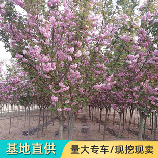 日本樱花树苗早樱晚樱树苗地栽盆栽南北方种植绿化苗木工程风景树-阿里巴巴