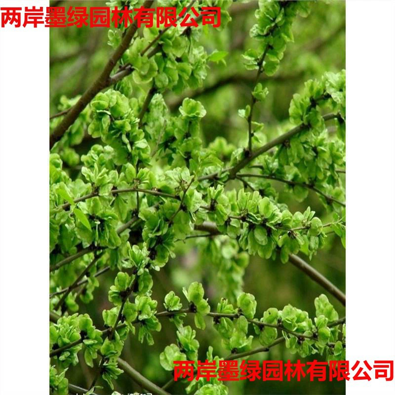 Саженцы для двора, саженцы вяза, саженцы вяза, съедобные саженцы вяза, ландшафтные деревья, материалы для бонсай, саженцы вяза, посаженные в землю.