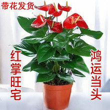 tưԎֲ҃ȾGֲˮ\^ļܾGֲ辰