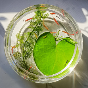 lˮһ~ɏ˯ɏɏoˮֲԾGֲ~B