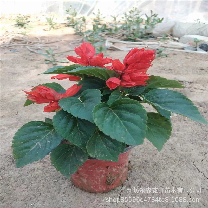 草花一串红 鼠尾草 一年生花卉组摆 公园广场小区绿化  花卉造型