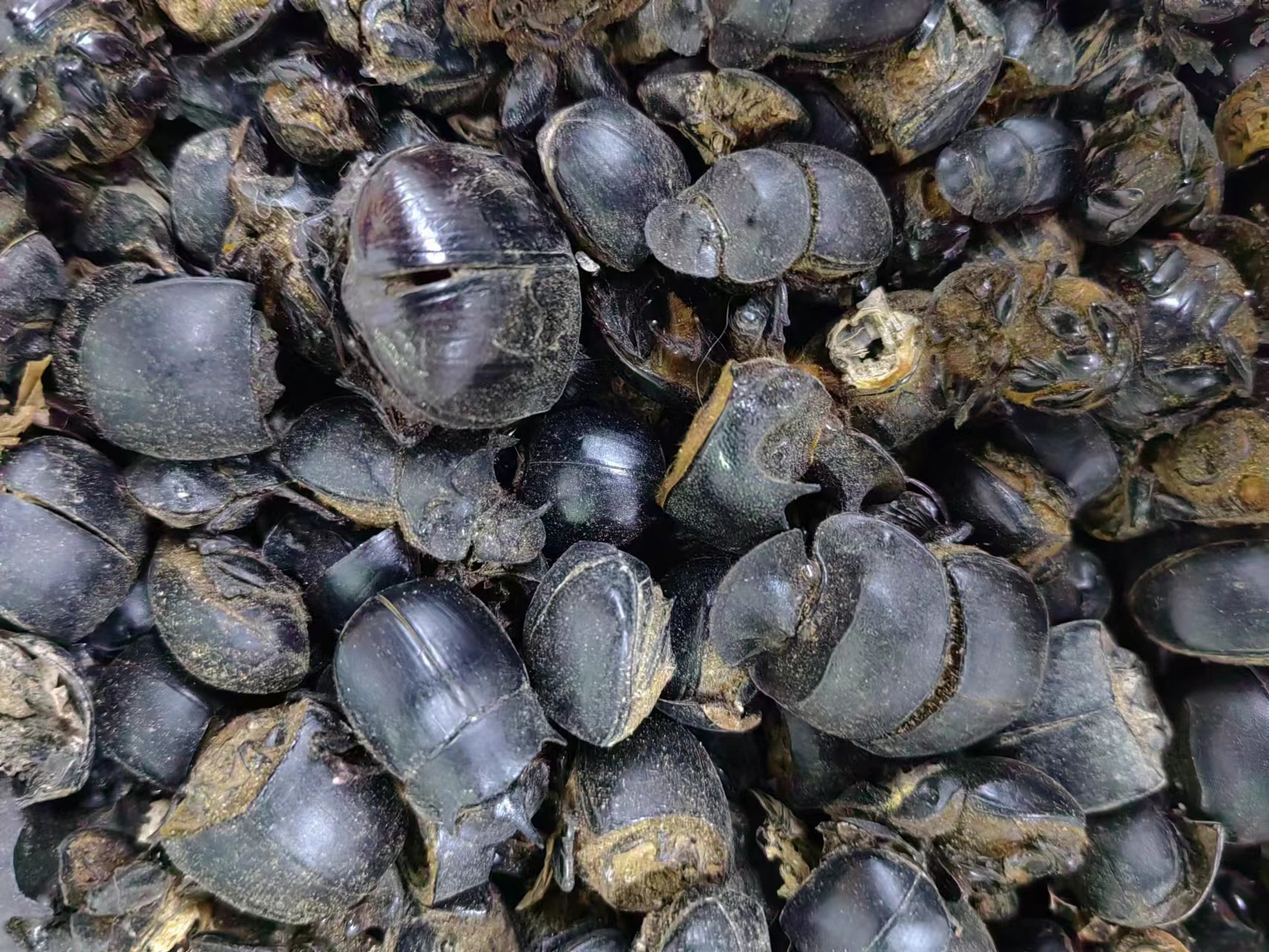 Qiang Lang Chong (Catharsius molossus) — Dried Dung Beetle for TCM Herbal Use overview