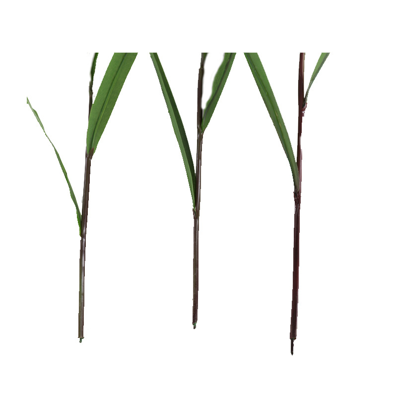 XRB-082 玉米苗 (9).jpg