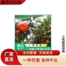 湖南果树苗批发春见杂柑苗盆栽柑桔果苗粑粑柑树苗皮薄肉甜可种植