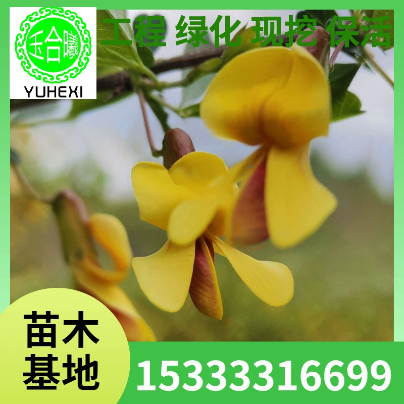 Саженцы золотистого фазана Дерево золотистого фазана Золотистый фазан 10-130.3cm -20 веток Северо-Восточный питомник