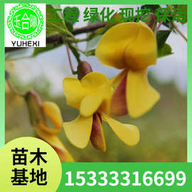 锦鸡树苗金雀锦鸡儿 树锦鸡儿 10-130公分3-20枝条 东北苗圃