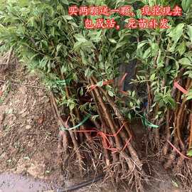 李孑树苗 正宗三华李树果苗 嫁接 南方广西山华李果苗 李子苗树苗