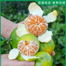 湖北无籽蜜桔秭归橘子新鲜桔子水果柑子当季蜜橘带箱5斤现摘薄皮
