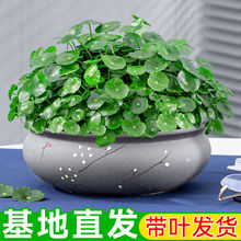 �~�X��ˮ�����Կ͏d�̨�Gֲˮ�B���X�݃����՚�����ֲ����B����