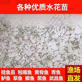 水花鱼苗批发鲫鱼鱼桂鱼大头花鲢白鲢青鱼鲤鱼武昌鱼翘嘴鱼