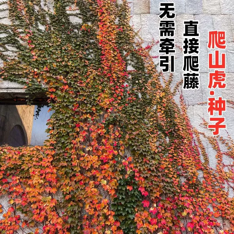 Семена вьющихся растений, красочные листья, скалодромы, открытые зеленые зоны во дворе, быстро растущие четырехсезонные солнцезащитные экраны на открытом воздухе и морозостойкий клевер.