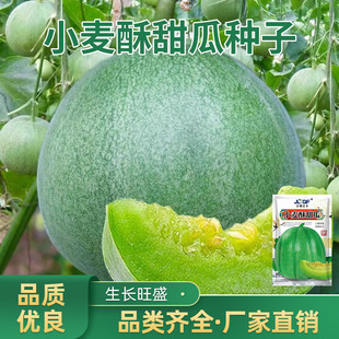 С������ϷN�ӱ�Ƥ��ϷN����Ƥ�G���r��С�ˈ@��ˮ���N��