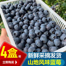 蓝莓顺丰丹东山地现摘鲜果大果新鲜水果孕妇辅食亚马逊厂家批发