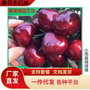 ����������ľ ��������̖��ľ�� �M�༪������ľ �޽ә���