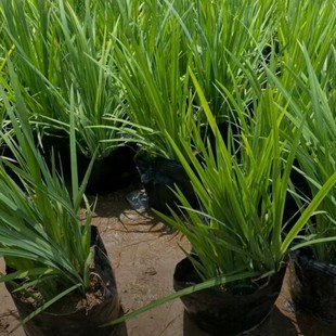 Aquatic Plants, Yellow Calamus Bag Seedlings, Aquatic Plant Flower Seedlings, Balcony Courtyard Pond Greening Potted Flowers, Easy to Maintain