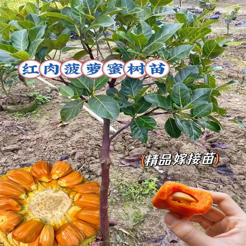 jackfruit tree seedlings grafting fruit tree fruit seedlings four seasons fruit seedlings indoor and outdoor courtyard potted seedlings cold-resistant durian jackfruit tree seedlings grafting fruit tree fruit seedlings four seasons fruit seedlings indoor and outdoor courtyard potted seedlings cold-resistant durian