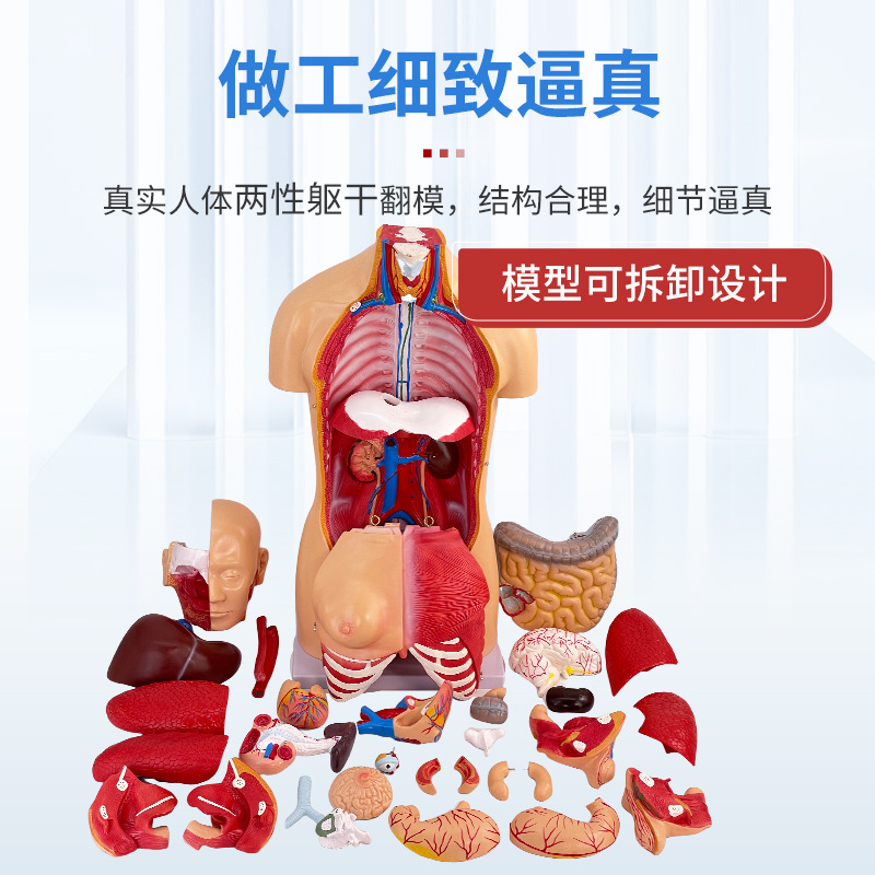 85CM��������ģ���������ٽṹ����ȫ�����������������ģ�ؽ�ѧ