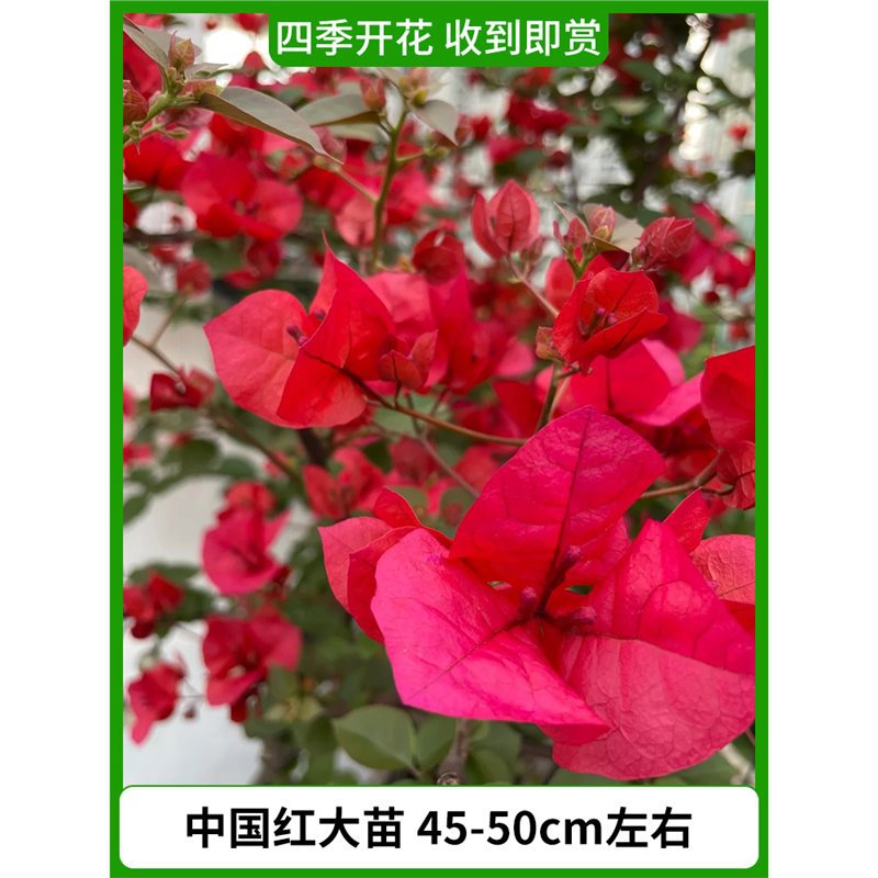 [꽃과 함께 배송] 중국 붉은 큰 모종 약 45-50cm [사계절 꽃이 피는 즉시