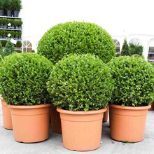 小叶黄杨球瓜子黄杨四季常青别墅地栽庭院花坛耐寒绿化植物篱笆墙