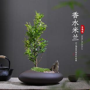 Perfume Milan Flower Potted Plant, Strong Fragrance, Easy to Maintain Indoor Bonsai, Four-Season Saplings, Florals, Blooming and Evergreen Plants