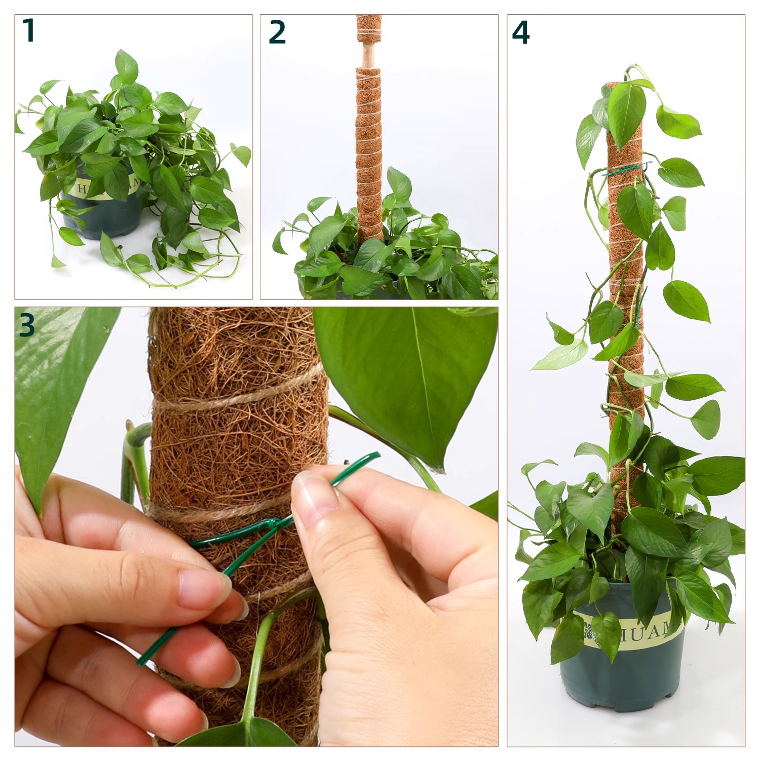palo de palma de coco tortuga espalda bambú palo de soporte columna de escalada de caña de rojo verde palo de palma planta de escalada marco de soporte columna de soporte bonsai