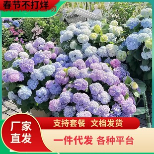 һ�����l�󻨽��������ԟo�M���ļ��_�����໨�@ͥԺ���B���ɻ�