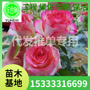Elsa Red Rose Original Pot and Soil Flower