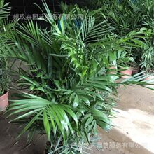 �������� �^�~ֲ�� �^�~С���Կ͏d�̨���@�^�~���Gֲ��