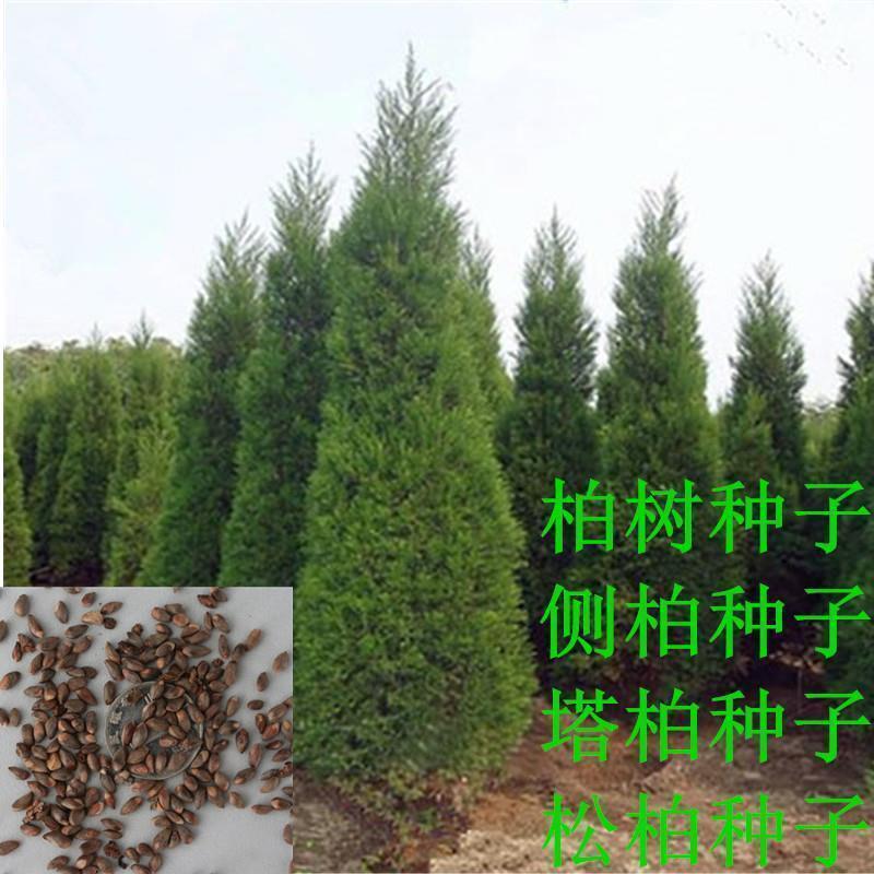 柏树种子 塔柏 墓地松柏种子 桧柏 洒金柏 侧柏 松树圆柏种籽