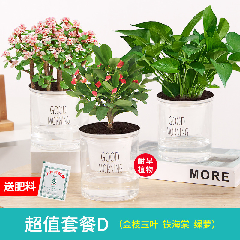 가성비 좋은 화분 3개 황금가지 + 철베고니아 + 청무 + 무비료 비꽃석