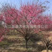 �Ž��в�ɣ�^�R�؎X悗����塢3���ּt÷��ԭ���t÷���޽Ӽt÷